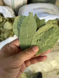 Feuilles de Laurier Séchées AD, Feuilles Vertes Entières Brutes Séchées pour la Cuisine, 50kg - Product Image 4