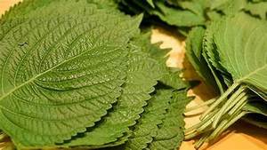 POLVO DE HOJA DE PERILLA PURA PARA APOYO INMUNE Y DESINTOX NATURAL ETIQUETA LIMPIA FÓRMULA BOTÁNICA - Product Image 2