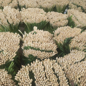 Proveedor de Hierba Limón Congelada de Alta Calidad de Vietnam para Restaurantes y Fabricantes de Alimentos - Product Image 6