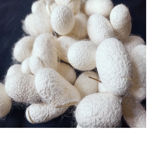 Capullos de Seda de Morera Cortados a Medida para Fines Científicos, Medicinales y Educativos, También se Pueden Teñir en los Colores que Desee - Product Image 6