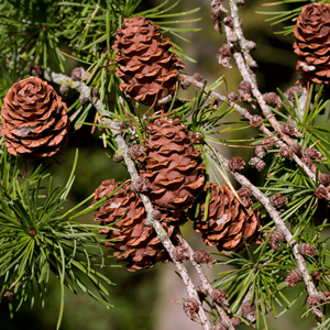Des pommes de pin issues de sources durables pour des solutions d'emballage écologiques et des applications artisanales créatives - Product Image 1