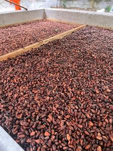 Granos de cacao crudos y secos orgánicos de alta calidad al por mayor Granos de cacao a granel baratos para la venta - Product Image 6
