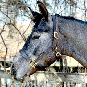Le Stressless Halter est fabriqué en cuir grainé avec une muserolle rembourrée en cuir de veau et une couronne à offrir - Product Image 1