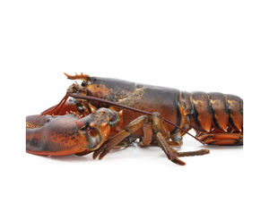 Exportador de langosta viva fresca de alta calidad/langosta verde de Bambú - Product Image 5