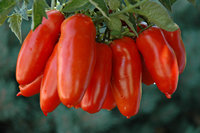 Tomates pelées sucrées San Marzano DOP, fabriquées en Italie, en boîtes de conserve de 2,5 kg