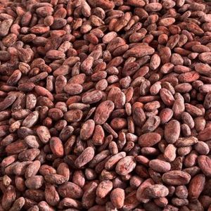 Mejor Precio para Granos de Cacao Orgánico y Cacao en Polvo de la Más Alta Calidad Directamente de Brasil en Stock para Pedidos al por Mayor en Venta - Product Image 1