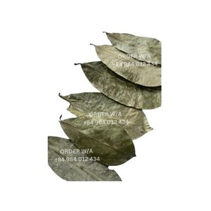 Hojas de Graviola vietnamita de alta calidad para la salud, Té Natural, Boutique saludable, té de hierbas secas, Hojas de Guanábana - Product Image 3