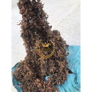 WHOLESALE DRIED SARGASSUM LAVERT SEAWEED <b>ROASTED</b> AD PROCESS 25-30KGS <b>BAG</b> From VIETNAM - Product Image 2