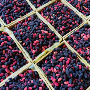 Mûres congelées de haute qualité pour l'industrie des boissons, le traitement et les applications alimentaires, pour la vente en gros, commande personnalisée, Vietnam - Product Image 6