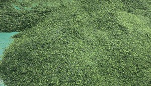 PURE ULVA LACTUCA POLVO NATURAL SEA PLANTA LIMPIA ETIQUETA VEGANA AMIGABLE - Product Image 3