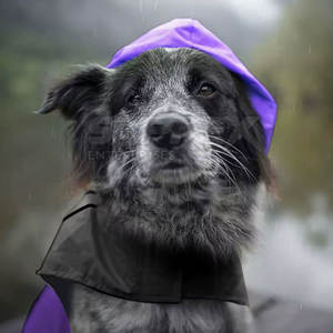 Impermeable para Perros de Algodón de Alta Calidad, Moderno, con Capucha, Ligero, Reflectante, Chaqueta para Lluvia - Product Image 2