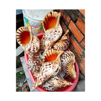 Élevez votre décor: grandes coquilles d'escargot de trompette haut de gamme à des prix avantageux du Vietnam