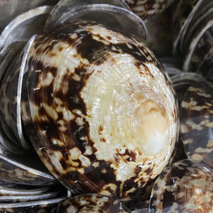 Coquille de limpet ovale unique du Vietnam pour bols à encens et porte-encens d'aromathérapie, coquille marine naturelle de qualité - Product Image 1