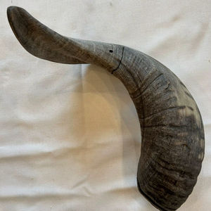 Cuernos de Oveja Reales, Cuernos Naturales Pulidos para Decoración y Manualidades, Alta Calidad - Product Image 1