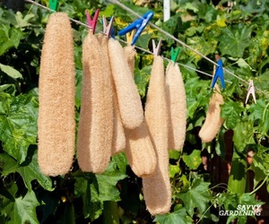 Natural Loofah <b>Sponges</b> Body Brushes for Physical Skin <b>Exfoliation</b> Wholesale Private Label Available Product of Thailand - Product Image 4