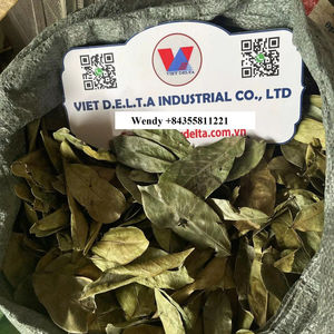 ใบทุเรียนเทศขายส่ง | ออร์แกนิกแห้งและทำความสะอาด | การเกษตรเวียดนาม - Product Image 2