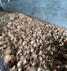 Cáscara de Coco Procesada para Uso Industrial, Producción Artesanal y Procesamiento de Carbón - Product Image 5