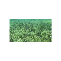 Algues de mer déshydratées de haute qualité du Vietnam, 100% naturelles, en sachet