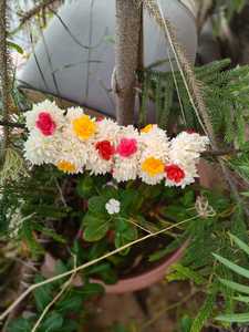 ชุด gajra จัสมินโมกร้าสำหรับงานแต่งงานกำไลข้อมือและขนมปังกรอบมีกลิ่นหอมดอกไม้สำหรับ haldi mesangeet favors - Product Image 3