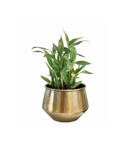 ตามที่แสดง