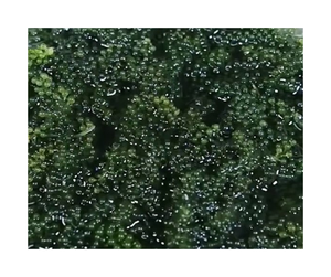 Fragante Deshidratar Seagrape Vietnam Deshidratar Seagrape Uvas marinas secas de color verde brillante Ideal para exportación y uso de etiqueta privada - Product Image 6