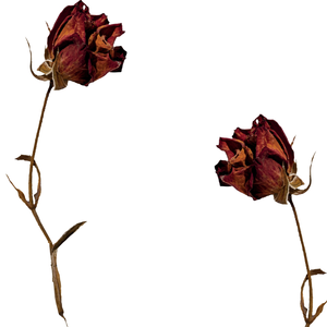 Fleur Rose Rouge Naturelle | Pétales Botaniques Séchés pour Usage Cosmétique - Product Image 5