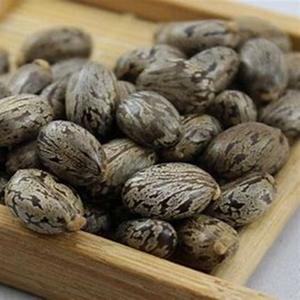 Semillas de Ricino Naturales de Gran Tamaño, Producto Agrícola a los Mejores Precios - Product Image 1