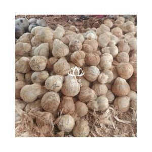 Coco Semi-Descascarado MÁS DESEADO, Seleccionado Puramente para Exportación al por Mayor y Fuente Resistente para la Elaboración Avanzada de Alimentos - Product Image 1