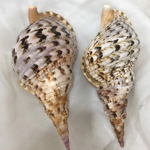 Hermosa concha marina del océano Vietnam artesanía en espiral hecha a mano para decoración de bodas y exhibición interior costera - Product Image 1