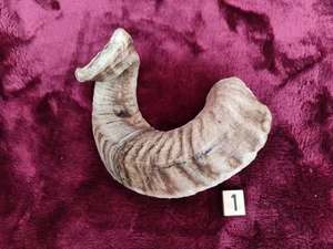 แตรแกะแกะแกะของ shofar วัสดุอินทรีย์ขัดของตกแต่งบ้านศาสนาเป็นมิตรกับสิ่งแวดล้อมอินเดียรักดื่มแตร - Product Image 4
