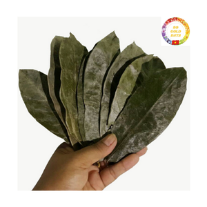 Feuilles de Graviola en gros du Vietnam, feuilles de corossol séchées pour le thé - Product Image 4
