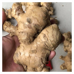 Racines de gingembre frais de haute qualité disponibles en vrac avec une livraison rapide et des prix compétitifs du Vietnam - Product Image 2