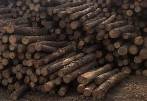 Vietnamese Common Wooden Piles for <b>Garden</b> <b>Decoration</b> and Accessories - Product Image 3