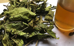 Factory Supply Dried Celastrus hindsii Leaf for <b>tea</b> Dried Black Celastrus hindsii Leaf Vietnam - Product Image 5