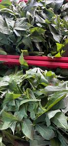 ใบมันสำปะหลังแช่แข็งคุณภาพดีจากเวียดนาม อะคิน่า - Product Image 2