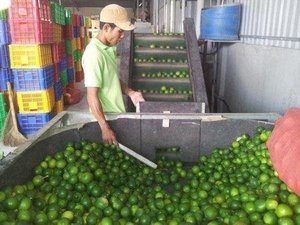 มะนาวไร้เมล็ดเวียดนาม - Product Image 6