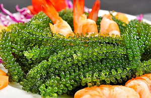 PROVEEDOR DE UVA DE MAR FRESCA/UVA DE MAR ALGAS TIENEN UN ALTO VALOR NUTRICIONAL PARA LOS HUMANOS - Product Image 4