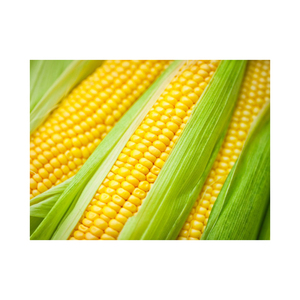 ข้าวโพดสีเหลือง GMO ในตลาดอาหารสัตว์25กก. และ50กก. ส่งออกสำหรับตลาดอาหารสัตว์ทั่วโลก - Product Image 4