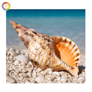 Giant Triton <b>Trumpet</b> Shell Natural Decorative Piece Perfect For Coastal Home Aquarium Display - Product Image 1