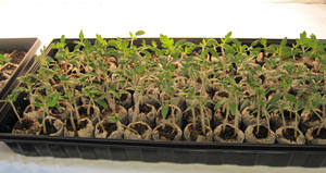 Gránulos de coco listos para plantar semillas de Vietnam - Product Image 5