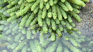 องุ่นทะเลเค็ม // องุ่นทะเลขาดน้ำ // Ms. เจนนี่ (+ 84 358485581) - Product Image 4