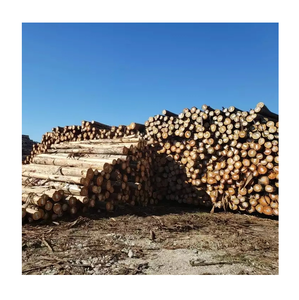 Troncos Redondos de Madera de Eucalipto para Muebles - Calidad Superior, Ecológicos, Grado A, Suministro de 1000 Toneladas - Product Image 1