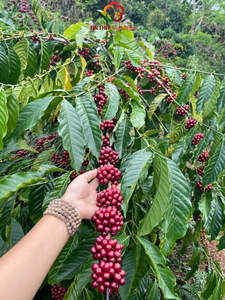 Café instantáneo secado por pulverización en polvo Premium 10kgs Bolsa Sabor a chocolate Cafeína 2% Min Listo para exportar Café instantáneo soluble - Product Image 3