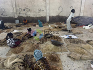 Graines séchées à base de gomme arabique d'acacia biologique de source directe produit agricole du Soudan Sénégal-Rikaz - Product Image 3