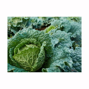 Chou vert frais de qualité supérieure/chou aux légumes frais - Product Image 4
