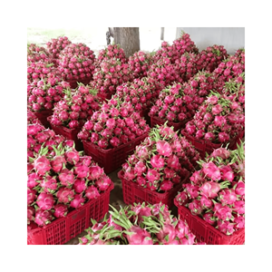 Dried Dragon natural dragon fruit slices for tea blends and dessert garnish, carefully dehydrated <b>material</b> sourced from Vietnam - Product Image 5