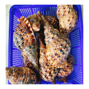 Concha de trompeta, concha de Caracol de trompeta con precio competitivo, el mejor regalo crudo, Trompeta de Caracol pulida/Triton/concha de concha - Product Image 3