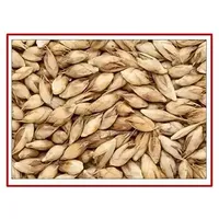 Semillas de Bambú Dendrocalamus Strictus de Crecimiento Rápido, Sin OMG, 90-95% de Germinación, 10-12 Días, Altura de Cultivo de 40-60 pies, Temporada de Verano/Monzón