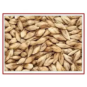 Graines de bambou à croissance rapide – Dendrocalamus Strictus, non-OGM, vente en gros - Product Image 2