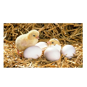 Cobb 700 và Cobb 500 Gà Thịt ấp trứng chất lượng tốt nhất Hữu Cơ tươi trứng gà Ross 308 bổ sung - Product Image 5